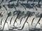 2016 Chevrolet Colorado 4WD Z71